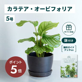 ＼11日10時迄P5倍／ カラテア オービフォリア 観葉植物 本物 大型 小さい 軽い ミニ インテリア おしゃれ アンドプランツ andplants エコポッツ ecopots 鉢 植木鉢 育てやすい 枯れにくい 風水 縁起 プレゼント ギフト 新築祝い 結婚祝い 開業祝い 送料無料