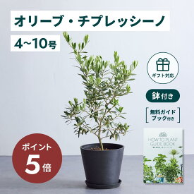 ＼11日10時迄P5倍／ オリーブ チプレッシーノ 観葉植物 本物 大型 小さい 軽い ミニ インテリア おしゃれ アンドプランツ andplants エコポッツ ecopots 鉢 植木鉢 育てやすい 枯れにくい 風水 縁起 プレゼント ギフト 新築祝い 結婚祝い 開業祝い 送料無料