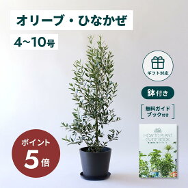 ＼11日10時迄P5倍／ オリーブ ひなかぜ 観葉植物 本物 大型 小さい 軽い ミニ インテリア おしゃれ アンドプランツ エコポッツ ecopots 鉢 植木鉢 育てやすい 枯れにくい 風水 プレゼント ギフト 新築祝い 結婚祝い 開業祝い メッセージカード 送料無料