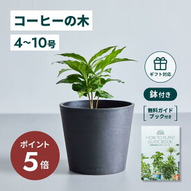 ＼11日10時迄P5倍／ コーヒーの木 4号 観葉植物 本物 大型 小さい 軽い ミニ インテリア おしゃれ アンドプランツ エコポッツ ecopots 鉢 植木鉢 育てやすい 枯れにくい 風水 プレゼント ギフト 新築祝い 結婚祝い 開業祝い メッセージカード 送料無料