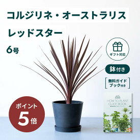 ＼11日10時迄P5倍／ コルジリネ オーストラリス レッドスター 観葉植物 本物 大型 小さい 軽い ミニ インテリア おしゃれ アンドプランツ エコポッツ 鉢 植木鉢 育てやすい 枯れにくい 風水 プレゼント ギフト 新築祝い 結婚祝い 開業祝い 送料無料