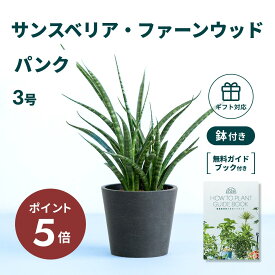 ＼11日10時迄P5倍／ サンスベリア ファーンウッド パンク 観葉植物 本物 大型 小さい 軽い ミニ インテリア おしゃれ アンドプランツ エコポッツ ecopots 鉢 植木鉢 育てやすい 枯れにくい 風水 縁起 プレゼント ギフト 新築祝い 結婚祝い 開業祝い 送料無料
