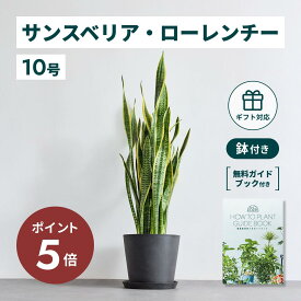 ＼11日10時迄P5倍／ サンスベリア ローレンチー 観葉植物 本物 大型 小さい 軽い ミニ インテリア おしゃれ アンドプランツ andplants エコポッツ ecopots 鉢 植木鉢 育てやすい 枯れにくい 風水 プレゼント ギフト 新築祝い 結婚祝い 開業祝い 送料無料