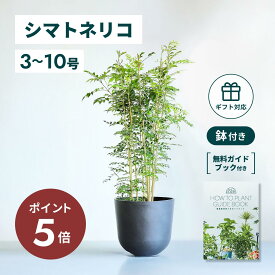 ＼11日10時迄P5倍／ シマトネリコ 観葉植物 本物 大型 小さい 軽い ミニ インテリア おしゃれ アンドプランツ andplants エコポッツ ecopots 鉢 植木鉢 育てやすい 枯れにくい 風水 プレゼント ギフト 新築祝い 結婚祝い 開業祝い メッセージカード 送料無料