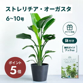 ＼11日10時迄P5倍／ ストレリチア オーガスタ 観葉植物 本物 大型 小さい 軽い ミニ インテリア おしゃれ アンドプランツ andplants エコポッツ ecopots 鉢 植木鉢 育てやすい 枯れにくい 風水 縁起 プレゼント ギフト 新築祝い 結婚祝い 開業祝い 送料無料
