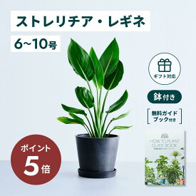 ＼11日10時迄P5倍／ ストレリチア レギネ 観葉植物 本物 大型 小さい 軽い ミニ インテリア おしゃれ アンドプランツ andplants ecopots 鉢 植木鉢 育てやすい 枯れにくい 風水 プレゼント ギフト 新築祝い 結婚祝い 開業祝い メッセージカード 送料無料