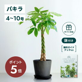 ＼11日10時迄P5倍／ パキラ 観葉植物 本物 大型 小さい 軽い ミニ インテリア おしゃれ アンドプランツ andplants エコポッツ ecopots 鉢 植木鉢 育てやすい 枯れにくい 風水 縁起 プレゼント ギフト 新築祝い 結婚祝い 開業祝い メッセージカード 送料無料