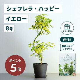 ＼11日10時迄P5倍／ シェフレラ ハッピーイエロー 観葉植物 本物 大型 小さい 軽い ミニ インテリア おしゃれ アンドプランツ エコポッツ ecopots 鉢 植木鉢 育てやすい 枯れにくい 風水 縁起 プレゼント ギフト 新築祝い 結婚祝い 開業祝い 送料無料