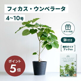 ＼11日10時迄P5倍／ フィカス ウンベラータ 観葉植物 大型 小さい 軽い ミニ インテリア おしゃれ アンドプランツ エコポッツ ecopots 鉢 植木鉢 育てやすい 枯れにくい 風水 縁起 プレゼント ギフト 新築祝い 結婚祝い 開業祝い メッセージカード 送料無料