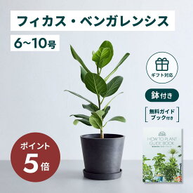 ＼11日10時迄P5倍／フィカス ベンガレンシス 観葉植物 本物 大型 小さい 軽い ミニ インテリア おしゃれ アンドプランツ andplants エコポッツ ecopots 鉢 植木鉢 育てやすい 枯れにくい 風水 縁起 プレゼント ギフト 新築祝い 結婚祝い 開業祝い 送料無料