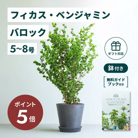 ＼11日10時迄P5倍／ フィカス ベンジャミン バロック 観葉植物 本物 大型 小さい 軽い ミニ インテリア おしゃれ アンドプランツ エコポッツ ecopots 鉢 植木鉢 育てやすい 枯れにくい 風水 縁起 プレゼント ギフト 新築祝い 結婚祝い 開業祝い 送料無料