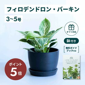 ＼11日10時迄P5倍／ フィロデンドロン バーキン 観葉植物 本物 大型 小さい 軽い ミニ インテリア おしゃれ アンドプランツ andplants エコポッツ ecopots 鉢 植木鉢 育てやすい 枯れにくい 風水 プレゼント ギフト 新築祝い 結婚祝い 開業祝い 送料無料