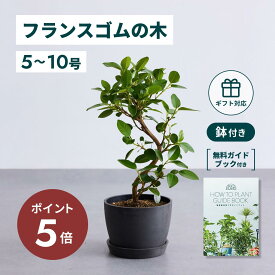 ＼11日10時迄P5倍／ フランスゴムの木 観葉植物 5号 6号 8号 10号 本物 大型 小さい 軽い ミニ インテリア おしゃれ アンドプランツ エコポッツ ecopots 鉢 植木鉢 育てやすい 枯れにくい 風水 縁起 プレゼント ギフト 新築祝い 結婚祝い 開業祝い 送料無料