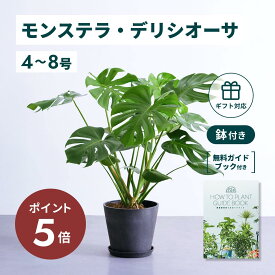＼11日10時迄P5倍／ モンステラ デリシオーサ 観葉植物 大型 小さい 軽い ミニ インテリア おしゃれ アンドプランツ エコポッツ ecopots 鉢 植木鉢 育てやすい 枯れにくい 風水 プレゼント ギフト 新築祝い 結婚祝い 開業祝い メッセージカード 送料無料