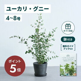 ＼11日10時迄P5倍／ ユーカリ グニー 観葉植物 本物 大型 小さい 軽い ミニ インテリア おしゃれ アンドプランツエコポッツ ecopots 鉢 植木鉢 育てやすい 枯れにくい 風水 縁起 プレゼント ギフト 新築祝い 結婚祝い 開業祝い メッセージカード 送料無料