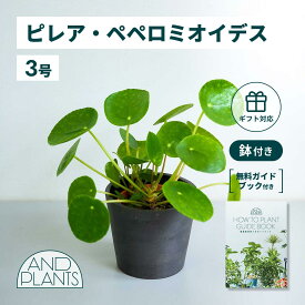＼レビュー特典あり／ ピレア ペペロミオイデス 観葉植物 母の日 本物 大型 小さい 軽い ミニ インテリア おしゃれ アンドプランツ エコポッツ ecopots 鉢 植木鉢 育てやすい 枯れにくい 風水 縁起 プレゼント ギフト 新築祝い 結婚祝い 開業祝い メッセージカード 送料無料