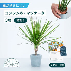 ＼レビュー特典あり／ コンシンネ マジナータ 虫が湧きにくい 観葉植物 本物 ハイドロカルチャー 小さい 軽い ミニ インテリア おしゃれ アンドプランツ エコポッツ ecopots 鉢 植木鉢 育てやすい 枯れにくい 風水 プレゼント ギフト 出産祝い 快気祝い