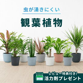＼レビュー特典あり／ 虫が湧きにくい 観葉植物 本物 ハイドロカルチャー 小さい 軽い ミニ インテリア おしゃれ アンドプランツ エコポッツ ecopots 鉢 植木鉢 育てやすい 枯れにくい 風水 プレゼント ギフト 出産祝い
