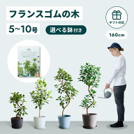 ＼レビュー特典あり／ フランスゴムの木 観葉植物 5号 6号 8号 10号 本物 大型 小さい 軽い ミニ インテ…