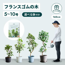 ＼レビュー特典あり／ フランスゴムの木 観葉植物 5号 6号 8号 10号 本物 大型 小さい 軽い ミニ インテリア おしゃれ アンドプランツ エコポッツ ecopots 鉢 植木鉢 育てやすい 枯れにくい 風水 縁起 プレゼント ギフト 新築祝い 結婚祝い 開業祝い 送料無料