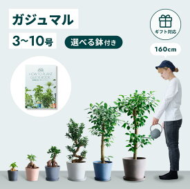 ＼レビュー特典あり／ ガジュマル 観葉植物 多幸の木 母の日 大型 小さい 軽い ミニ インテリア おしゃれ アンドプランツ エコポッツ ecopots 鉢 植木鉢 育てやすい 枯れにくい 風水 プレゼント ギフト 新築祝い 結婚祝い 開業祝い メッセージカード 送料無料 縁起