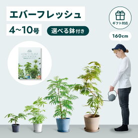 ＼レビュー特典あり／ エバーフレッシュ 観葉植物 母の日 本物 大型 小さい 軽い ミニ インテリア おしゃれ アンドプランツ エコポッツ ecopots 鉢 植木鉢 育てやすい 枯れにくい 風水 プレゼント ギフト 出産祝い 快気祝い 開業祝い メッセージカード 送料無料 縁起