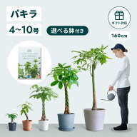 ＼レビュー特典あり／ パキラ 観葉植物 本物 母の日 大型 小さい 軽い ミニ インテリア おしゃれ アンド…