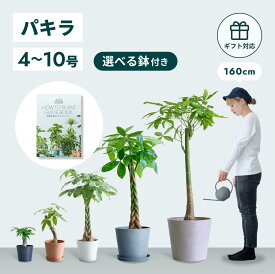 ＼レビュー特典あり／ パキラ 観葉植物 本物 母の日 大型 小さい 軽い ミニ インテリア おしゃれ アンドプランツ andplants エコポッツ ecopots 鉢 植木鉢 育てやすい 枯れにくい 風水 縁起 プレゼント ギフト 新築祝い 結婚祝い 開業祝い メッセージカード 送料無料