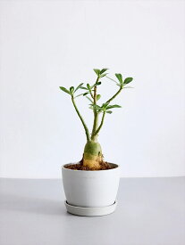 ＼レビュー特典あり／ アデニウム オベスム 観葉植物 大型 小さい 軽い ミニ インテリア おしゃれ アンドプランツ andplants エコポッツ ecopots 鉢 植木鉢 育てやすい 枯れにくい 風水 縁起 プレゼント ギフト 新築祝い 結婚祝い 開業祝い メッセージカード