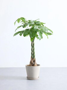 _r[T^pL ϗtA { ^  y ~j CeA  Ahvc andplants GR|bc ecopots  Aؔ Ă₷ ͂ɂ  N v[g M