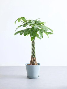 �_���r���[���T����^�p�L�� �ϗt�A�� �{�� ��^ ������ �y�� �~�j �C���e���A ������� �A���h�v�����c andplants �G�R�|�b�c ecopots �� �A�ؔ� ��Ă₷�� �͂�ɂ��� ���� ���N �v���[���g �M