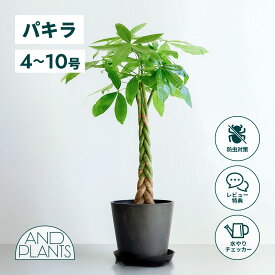 ＼レビュー特典あり／パキラ 観葉植物 本物 大型 小さい 軽い ミニ インテリア おしゃれ アンドプランツ andplants エコポッツ ecopots 鉢 植木鉢 育てやすい 枯れにくい 風水 縁起 プレゼント ギフト 新築祝い 結婚祝い 開業祝い メッセージカード 送料無料