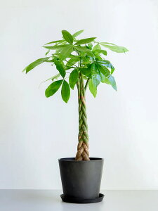 _r[T^pL ϗtA { ^  y ~j CeA  Ahvc andplants GR|bc ecopots  Aؔ Ă₷ ͂ɂ  N v[g M