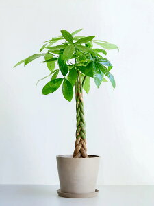 _r[T^pL ϗtA { ^  y ~j CeA  Ahvc andplants GR|bc ecopots  Aؔ Ă₷ ͂ɂ  N v[g M