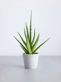 ＼レビュー特典あり／ サンスベリア グラシリス 観葉植物 大型 小さい 軽い ミニ インテリア おしゃれ アンドプランツ andplants エコポッツ ecopots 鉢 植木鉢 育てやすい 枯れにくい 風水 縁起 プレゼント ギフト 新築祝い 結婚祝い 開業祝い メッセージカード