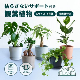 枯らさないサポート付き観葉植物 観葉植物 本物 初心者 入門 お試し 育てやすい 枯れにくい 屋内 室内 インテリア おしゃれ 軽い ミニ アンドプランツ andplants エコポッツ ecopots 鉢 植木鉢 風水 縁起 プレゼント ギフト 新築祝い 結婚祝い 開業祝い 送料無料