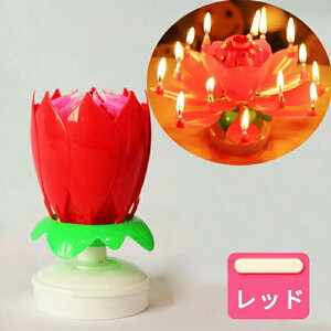 Lh 낤 @̉ p[eB[Lh P[LpLh C{[ o[Xf[ io[ Lh a LO j