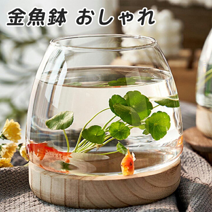 楽天市場】【楽天2位】金魚鉢 おしゃれ 金魚 メダカ 水槽 室内 容器 鉢 