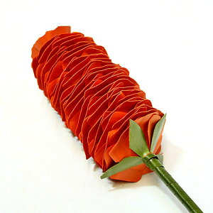 CeAA[gvc  IW[H.90cm] yfR[Vt[ ԁz AWA G o G ^C G AWA CeA