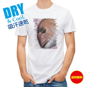 ނ TVc AEghA _C ނ  A[ T Vc Y  S  t  H Ci[  ʔ 傫TCY  |GXe 