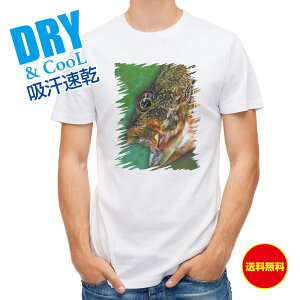 ނ TVc AEghA JTS ނ  A[ T Vc Y  S  t  H Ci[  ʔ 傫TCY  |GXe 