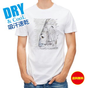 ނ TVc AEghA N_C(`k)菑 ނ  A[ T Vc Y  S  t  H Ci[  ʔ 傫TCY  |GXe 