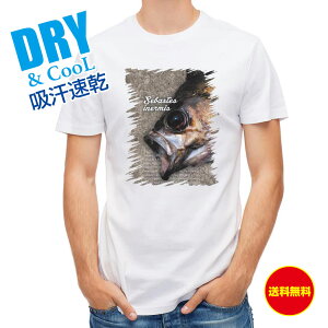 ނ TVc AEghA o̖ ނ  A[ T Vc Y  S  t  H Ci[  ʔ 傫TCY  |GXe 