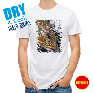 ނ TVc AEghA }[uhbNtBbV JTS ނ  A[ T Vc Y  S  t  H Ci[  ʔ 傫TCY  |GXe 