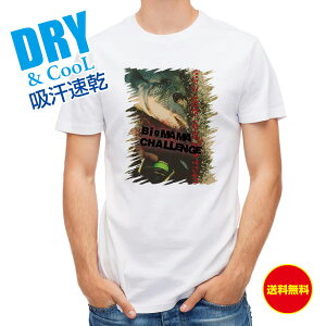 ނ TVc AEghA `k`W! ނ  A[ T Vc Y  S  t  H Ci[  ʔ 傫TCY  |GXe 