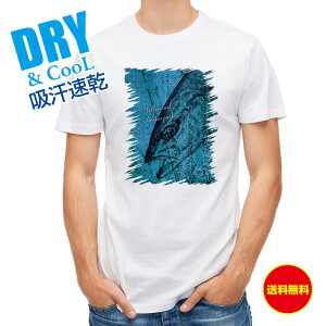 ނ TVc AEghA q}T SK ނ  A[ T Vc Y  S  t  H Ci[  ʔ 傫TCY  |GXe 