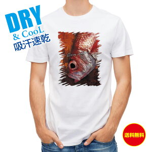 ނ TVc AEghA AJc([W[V[oX) ނ  A[ T Vc Y  S  t  H Ci[  ʔ 傫TCY  |GXe 