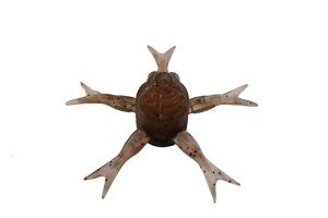 JACKALL WbJ JIMMY HENGE 42 / W~[wW KTKTeiKGr