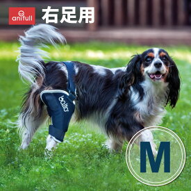 楽天市場 犬 膝 サポーターの通販 楽天市場 犬 膝 サポーターの通販