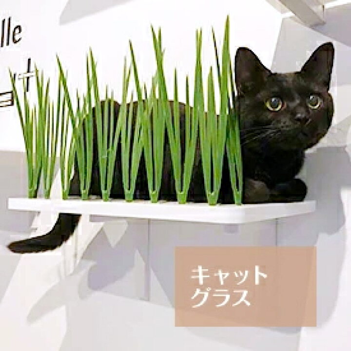 楽天市場 Animacolle キャットグラス 正規店 キャットウォーク キャットステップ アクリル キャットタワー 日本製 猫 運動 タワー ねこ 遊び 多頭飼い 省スペース おしゃれ スリム Diy 壁 棚 猫おもちゃ 安全 アニマコレ Animacolle